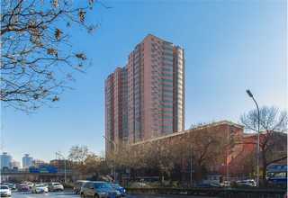 澳洲鸡心李销售